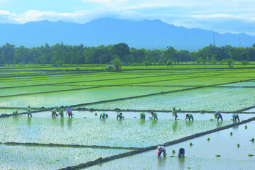 Beautiful shot of a rice paddy at harvest time