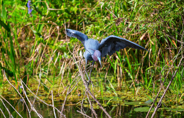 Grey heron