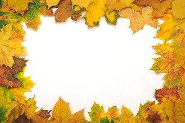 Naklejka na ściany i meble Autumn leaves framed on a white background as a memo