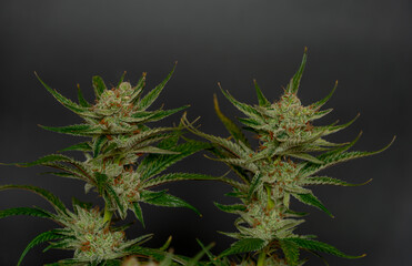 S.A.G.E. variety of marijuana ripened flower with black and gray background