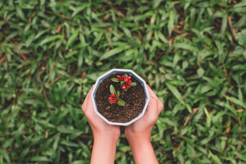 Top view of Hand holding plant in pot against green grass background, go green concept