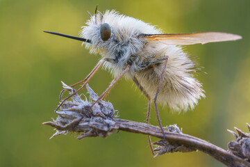 The fly buzzed, sits on a twig of dead wood in the morning, warming up in the first rays of the morning sun