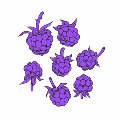 Violet blackberries set