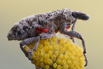 A beetle from the family of weevils, a pest, and pests are also not located there, small mites,...