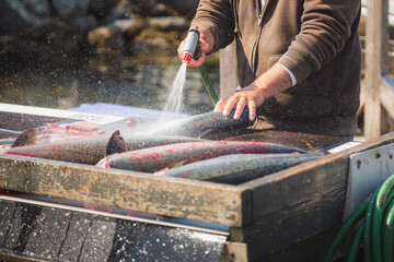A fisherman at Port Renfrew, Vancouver Island British Columbia in Canada sprays the day's catch of...