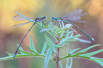 Dragonflies Lyutki (lat.Lestidae) sat on one bush, as lovers who are going to confess their love to each other