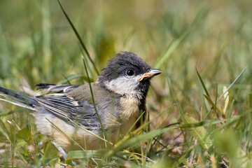 The chick of the great tit that flew out of the nest. Great Tit, Parus major.