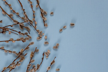 Obraz premium Several branches of a willow with buds lie on a blue background. Easter composition. a postcard.