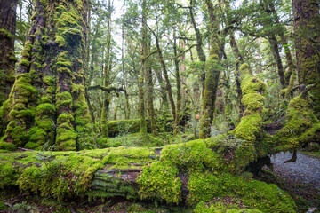 New Zealand forest