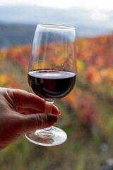 Tasting of Portuguese fortified port wine, produced in Douro Valley with colorful terraced vineyards on background in autumn, Portugal