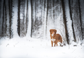 Dog in snow covered land