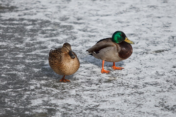 Mallard Duck Drakes and Ducks group