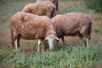 Herd of sheep grazing in a field