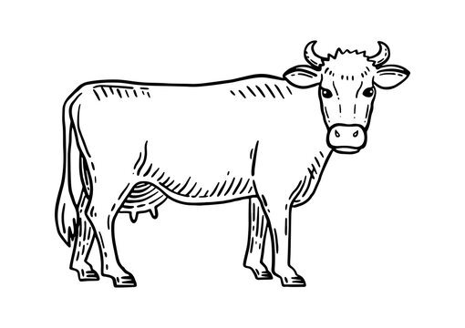 Farm animal. Cow sketch. Hand drawn. Vintage style. Black and white vector illustration isolated on white background.