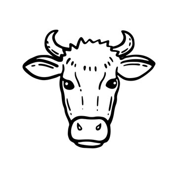 Farm animal. Cow sketch. Hand drawn. Vintage style. Black and white vector illustration isolated on white background. Cow head. Silhouette for design.