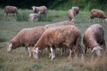 Herd of sheep grazing in a field