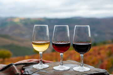 Tasting of Portuguese fortified port wine, produced in Douro Valley with colorful terraced vineyards on background in autumn, Portugal