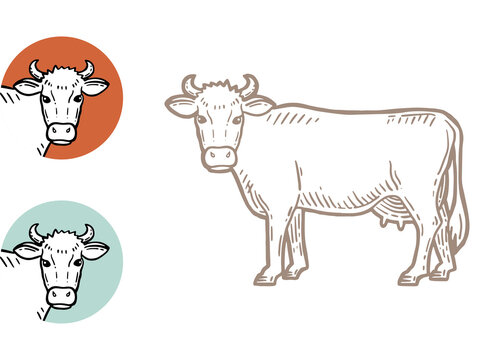 Set of cows. Farm animal. Hand drawn sketch. Vintage style. Color vector illustration.