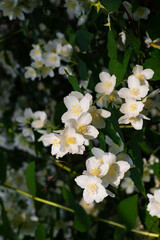 White jasmine flowers in soft morning sunlight