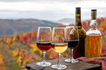 Tasting of Portuguese fortified port wine, produced in Douro Valley with colorful terraced vineyards on background in autumn, Portugal