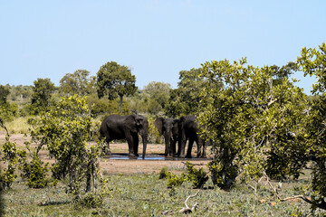 A group of three elephants drinking water from a pond in Kruger National Park, South Africa.