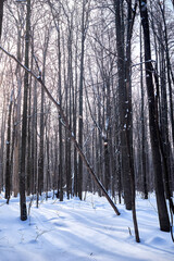 winter forest on a sunny day. trees, path, ski track