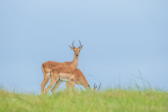 Oribis Bilder Durchsuchen 405 Archivfotos, und Videos