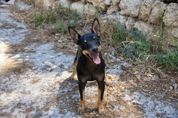 Portrait of a dog in Menorca