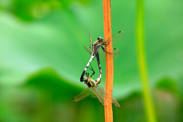 Dragonflies mate in the wild, North China
