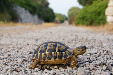 Close up of a turtle on a road