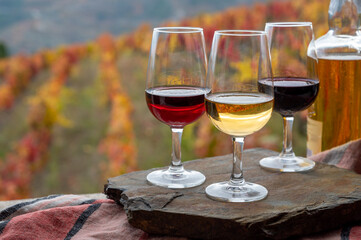 Tasting of Portuguese fortified port wine, produced in Douro Valley with colorful terraced vineyards on background in autumn, Portugal