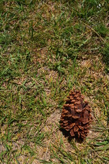 pine cone on the ground