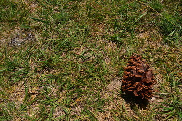 pine cones on the ground