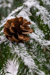 Pine cone. Pine cone on a snow-covered coniferous branch. Close-up.