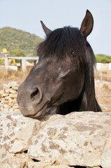 Portrait of a horse in Menorca