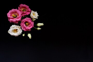 Beautiful pink and white flowers - eustoma, lisianthus or prairie gentian	