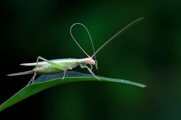 Tree crickets live on wild plants in North China