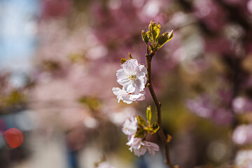 Branches sakura with blossoms on tree in streets in the city. Tree with flowers in spring in white and pinkish blossoming .