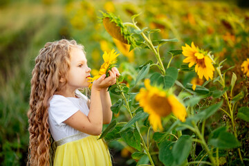 a little beautiful girl holds a sunflower in a field in summer