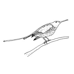 Sunbird vector illustration, bird family Nectariniidae of passerine birds, isolated on white background