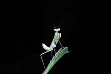 Mantis inhabits wild plants in North China