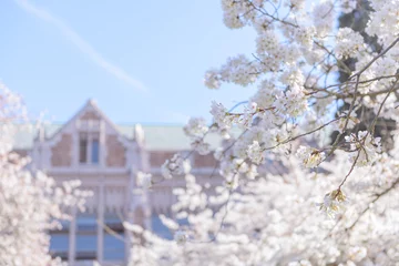 Rolgordijnen Cherry Blossom with Beautiful School Building © Tingting