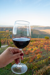 Glass of Portuguese red dry wine, produced in Douro Valley and old terraced vineyards on background in autumn, wine region of Portugal