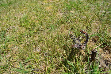 grass in the forest