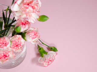 Mini carnation flowers in a vase on pink background