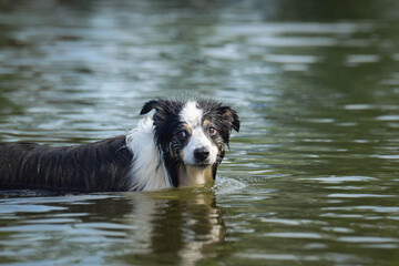 border collie dog is standing in the water. She is really good swimmer. She is waiting for her toy.