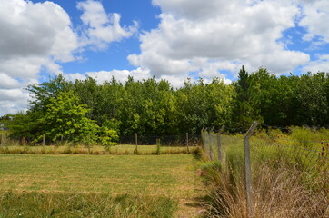 Obraz premium grass and blue sky