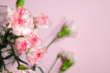 Fototapeta na wymiar Mini carnation flowers in a vase on pink background