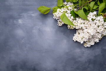 White lilac on a gray background. Top view, text space