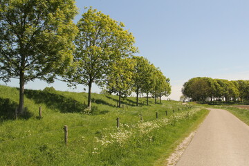 Fototapeta na wymiar a beautiful rural landscape in zeeland in the dutch polder countryside in springtime of a green dike with trees and a verge with wild flowers as cow parsley along a country road and a blue sky